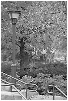 Lamp and autumn colors, Centenial Olympic Park. Atlanta, Georgia, USA ( black and white)