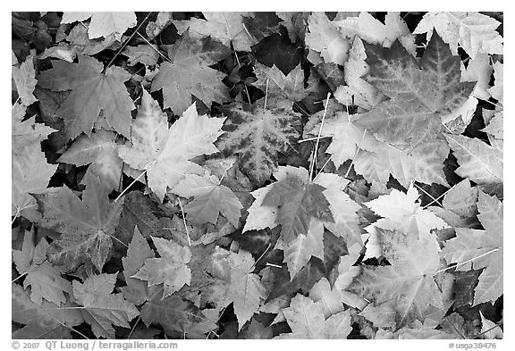 Fallen maple leaves. Georgia, USA