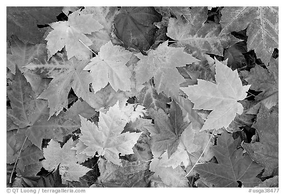 Close-up of maple leaves in fall colors. Georgia, USA (black and white)