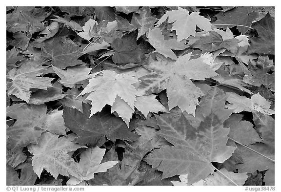 Close-up of fallen maple leaves. Georgia, USA (black and white)