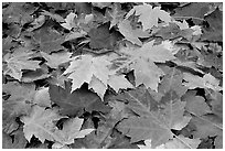 Close-up of fallen maple leaves. Georgia, USA (black and white)
