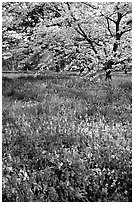 Spring wildflowers and tree in bloom, Bernheim arboretum. Kentucky, USA (black and white)