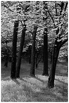 White and pink trees in bloom, Bernheim arboretum. Kentucky, USA ( black and white)