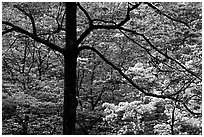 Pink and white trees  in bloom, Bernheim arboretum. Kentucky, USA ( black and white)