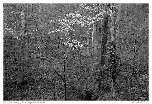 Redbud and Dogwood, Bernheim forest. Kentucky, USA (black and white)