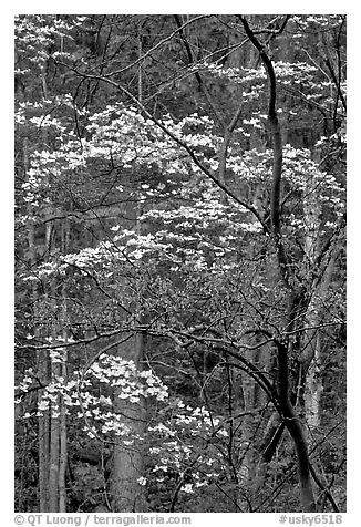 Redbud and Dogwood, Bernheim forest. Kentucky, USA