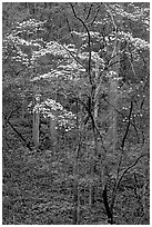 Redbud and Dogwood, Bernheim forest. Kentucky, USA (black and white)