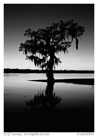 Bald cypress silhouetted at sunset, Lake Martin. USA (black and white)