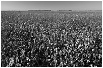 Field of cotton. Louisiana, USA ( black and white)