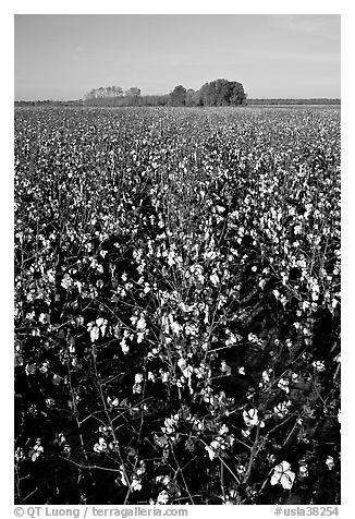 Cotton nearly ready for harvest. Louisiana, USA (black and white)