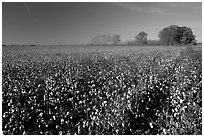 Rows of cotton plants. Louisiana, USA ( black and white)