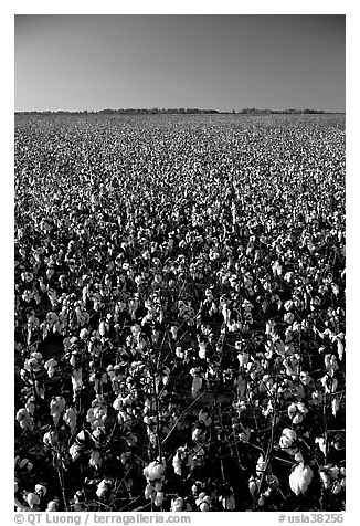 Cotton plants in field. Louisiana, USA (black and white)