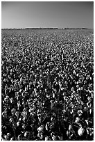 Cotton plants in field. Louisiana, USA ( black and white)