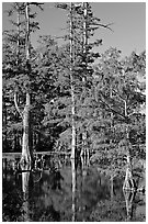 Bald cypress in fall color. Louisiana, USA ( black and white)