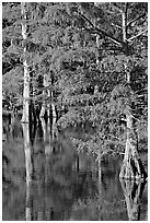 Bald cypress with needles in fall color. Louisiana, USA (black and white)
