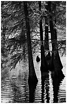 Pond and backlit cypress leaves in autumn color. Louisiana, USA ( black and white)