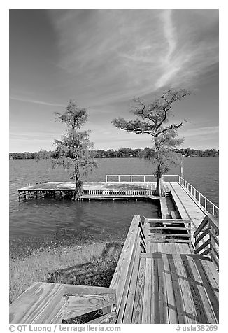 Deck and bald cypress on Lake Providence. Louisiana, USA
