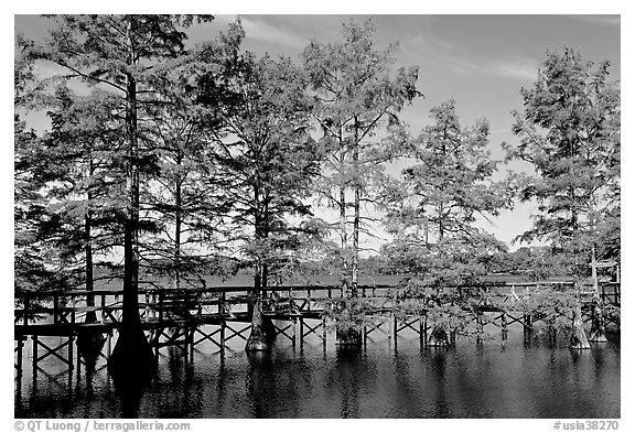 Boardwalk and bald cypress on Lake Providence. Louisiana, USA (black and white)
