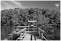 Boardwalk and cypress,  Lake Providence. Louisiana, USA ( black and white)
