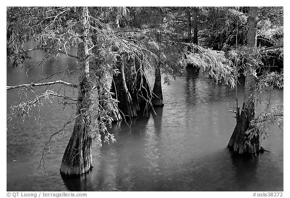 Cypress in fall colors, Lake Providence. Louisiana, USA (black and white)