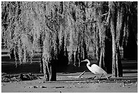 Great Egret and cypress covered with spanish moss, Lake Martin. Louisiana, USA ( black and white)