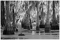 Bald Cypress covered with spanish moss, Lake Martin. Louisiana, USA ( black and white)