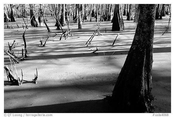 Bald Cypress growing out of the green waters of the swamp, Lake Martin. Louisiana, USA (black and white)