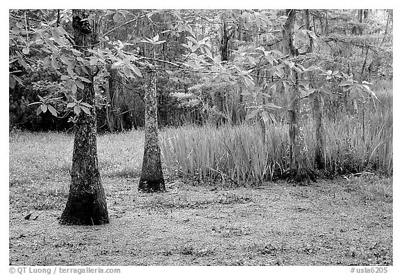 Bald cypress and swamp in spring, Barataria Preserve, Jacques Laffite Park. New Orleans, Louisiana, USA (black and white)