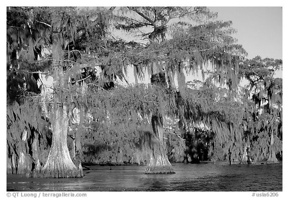 Bald cypress, late afternoon, Lake Martin. Louisiana, USA (black and white)