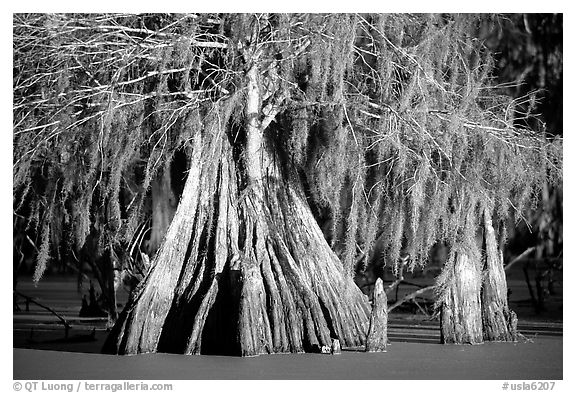 Big bald cypress tress, Lake Martin. Louisiana, USA (black and white)