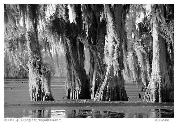 Trees covered by Spanish Moss at sunset, Lake Martin. Louisiana, USA