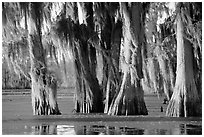 Trees covered by Spanish Moss at sunset, Lake Martin. Louisiana, USA ( black and white)