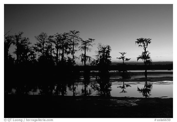 Cypress trees reflected in a pond, Lake Martin. Louisiana, USA (black and white)