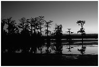 Cypress trees reflected in a pond, Lake Martin. Louisiana, USA ( black and white)