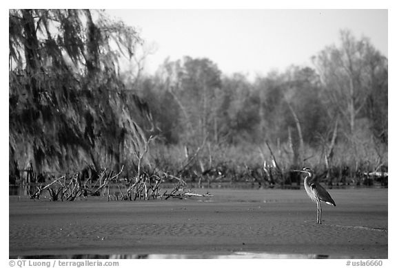 Bird in the swamp, Lake Martin. Louisiana, USA (black and white)