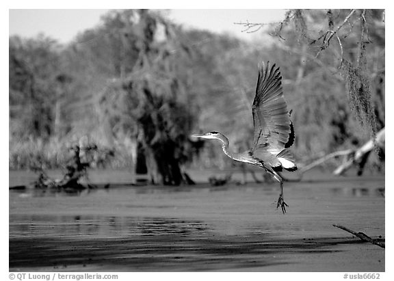 Bird landing, Lake Martin. Louisiana, USA (black and white)