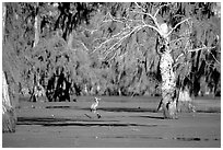 Bird in the swamp, Lake Martin. Louisiana, USA (black and white)