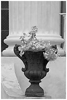 Vasque and column, Magnolia Hall. Natchez, Mississippi, USA (black and white)