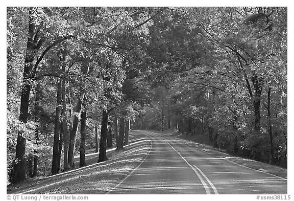 Roadway in forest. Natchez Trace Parkway, Mississippi, USA