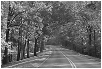 Roadway in forest. Natchez Trace Parkway, Mississippi, USA (black and white)