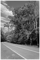 Road turn with trees and Spanish Moss. Natchez Trace Parkway, Mississippi, USA ( black and white)