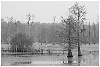 Swamp with bald cypress at dawn. South Carolina, USA (black and white)