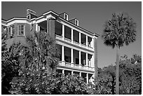 Antebellum house and palm tree. Charleston, South Carolina, USA ( black and white)