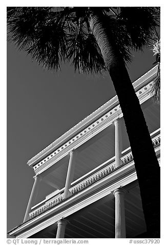 Palm tree and facade with columns, looking upwards. Charleston, South Carolina, USA (black and white)