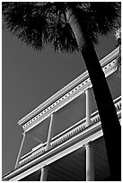 Palm tree and facade with columns, looking upwards. Charleston, South Carolina, USA ( black and white)