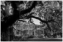 Huge live oak tree and house. Beaufort, South Carolina, USA ( black and white)