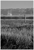 Grasses and yachts in Beaufort bay, early morning. Beaufort, South Carolina, USA (black and white)