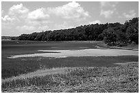 Grasses and birds,  Hilton Head. South Carolina, USA (black and white)