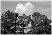 Trees and cloud, Hilton Head. South Carolina, USA (black and white)