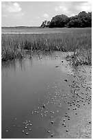 Crabs in a pond, grasses, Hilton Head. South Carolina, USA (black and white)